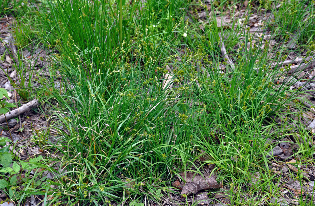 Изображение особи Carex brunnescens.