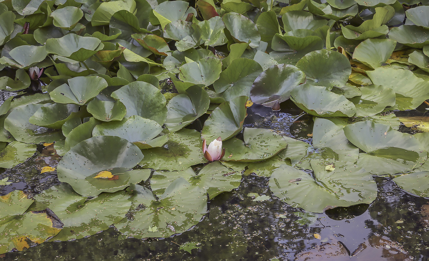 Image of genus Nymphaea specimen.