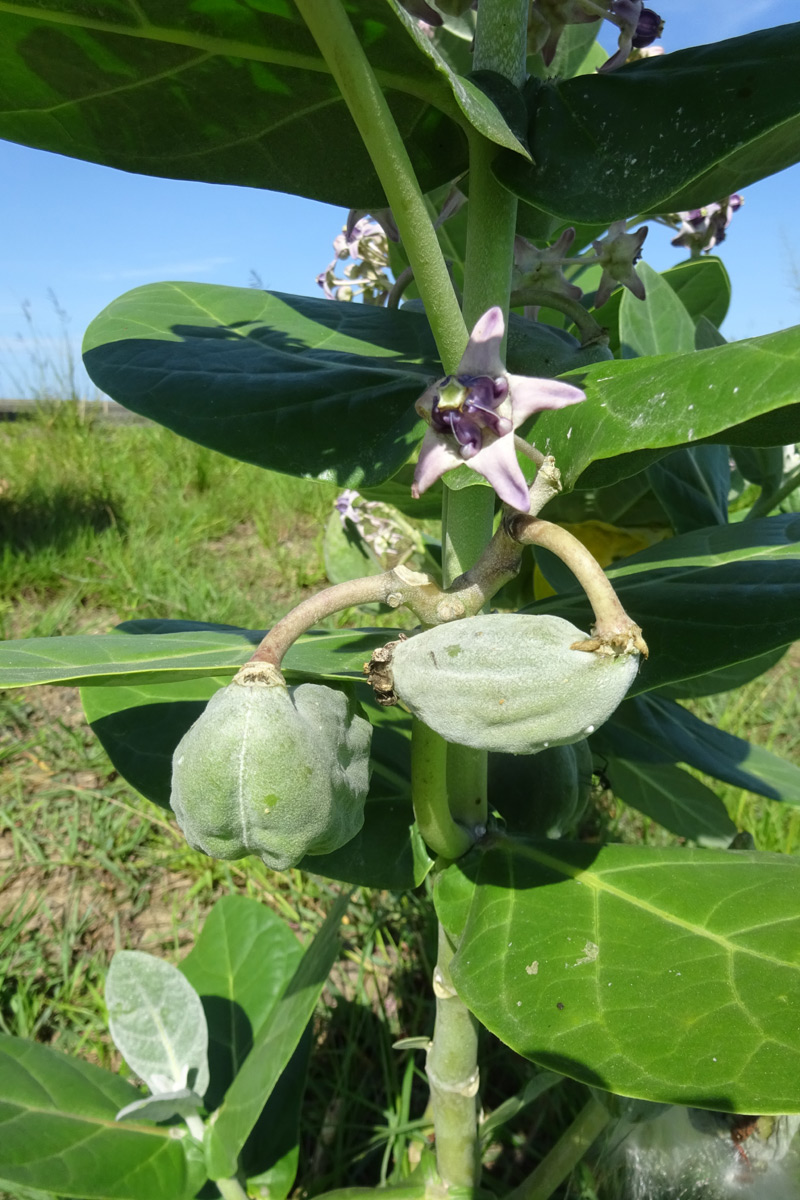 Image of Calotropis gigantea specimen.