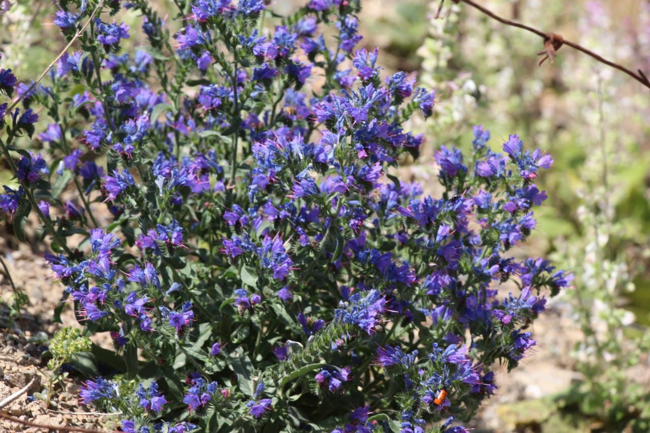 Изображение особи Echium vulgare.