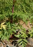Archangelica decurrens