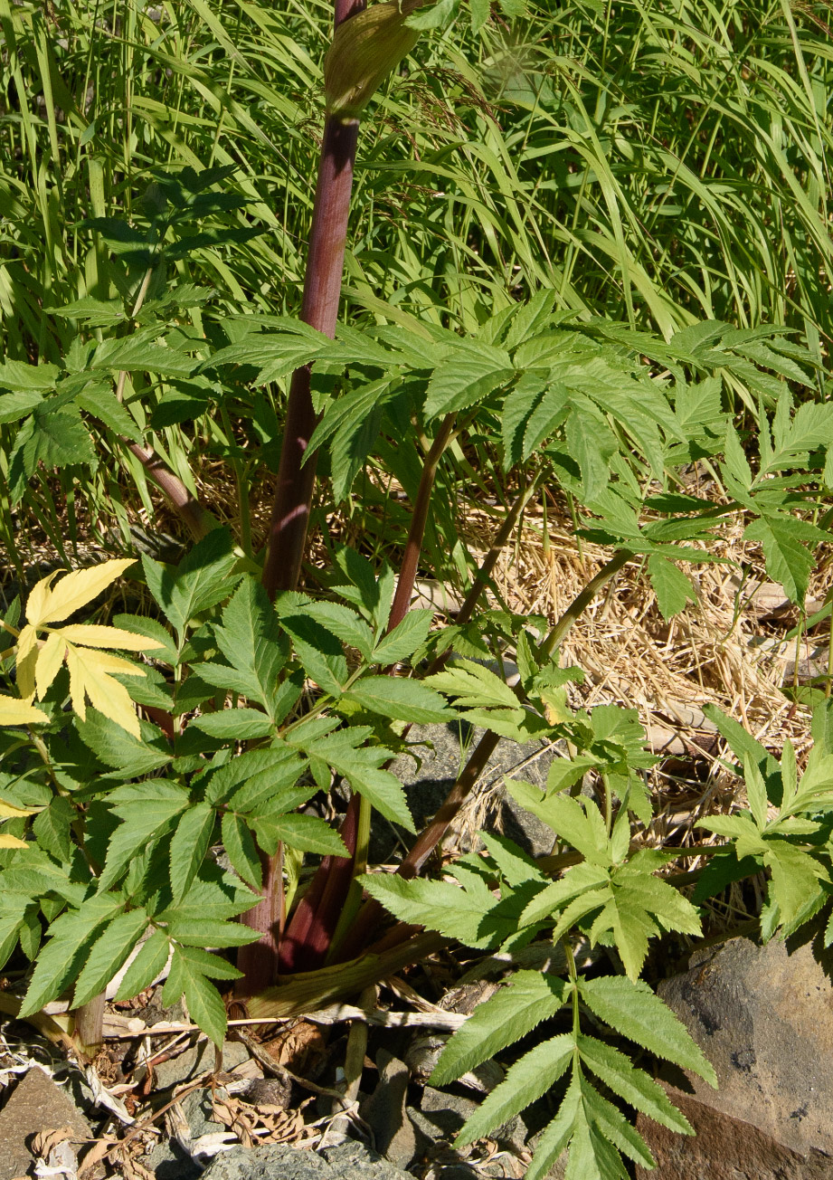 Image of Archangelica decurrens specimen.