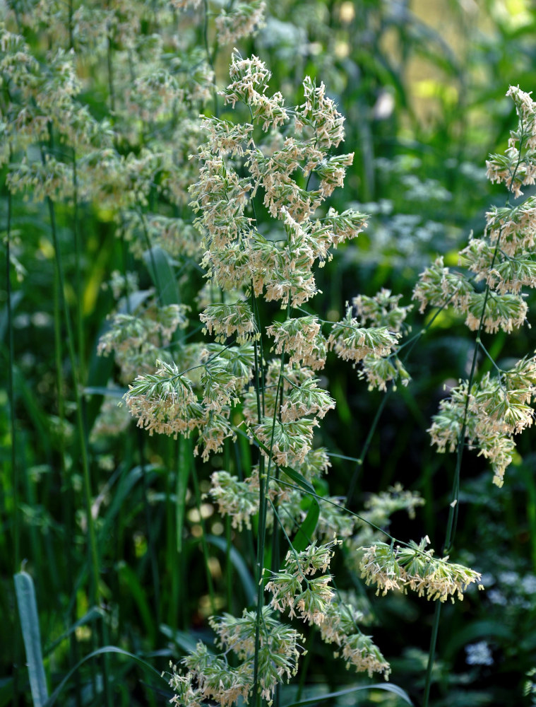 Изображение особи Dactylis glomerata.