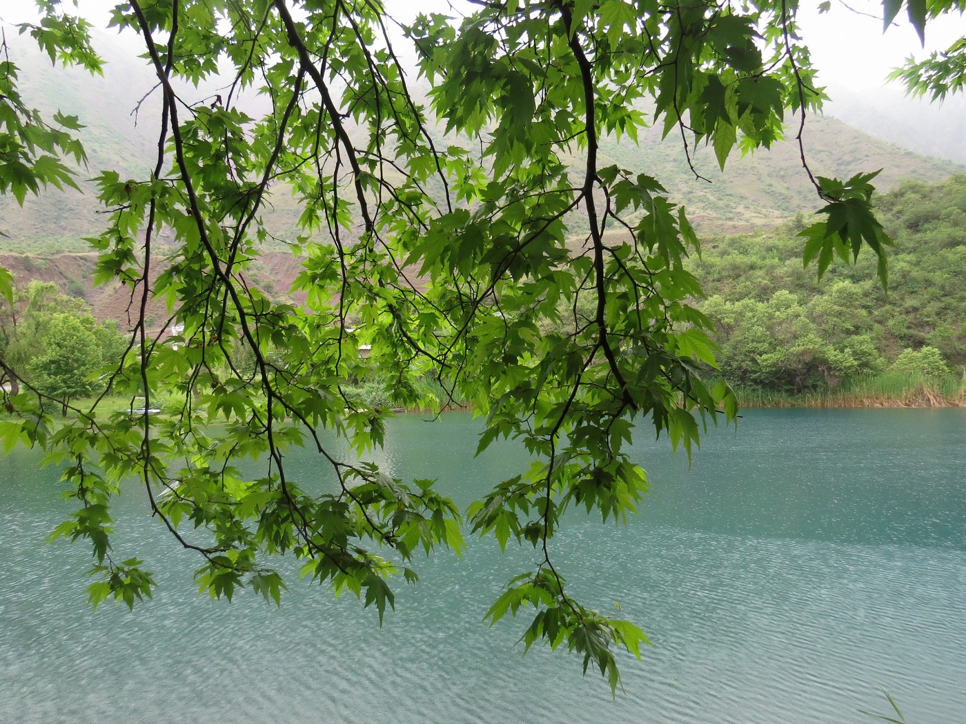 Изображение особи Platanus orientalis.