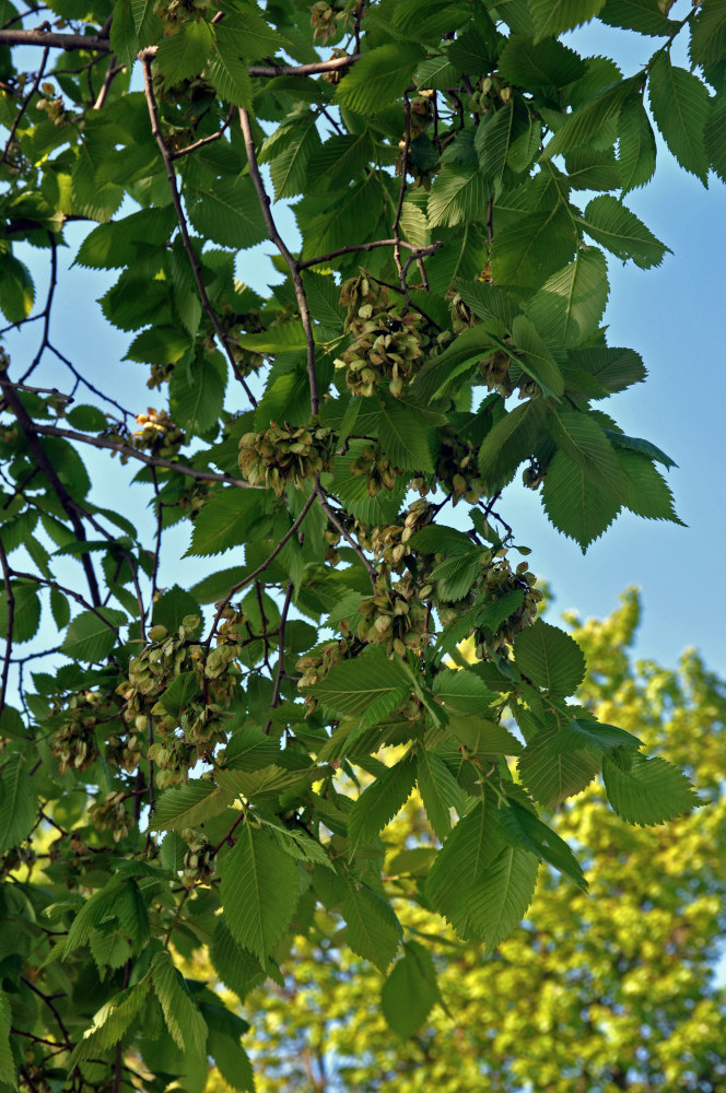 Image of Ulmus laevis specimen.