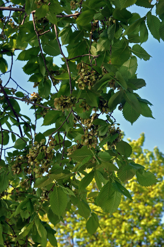 Изображение особи Ulmus laevis.