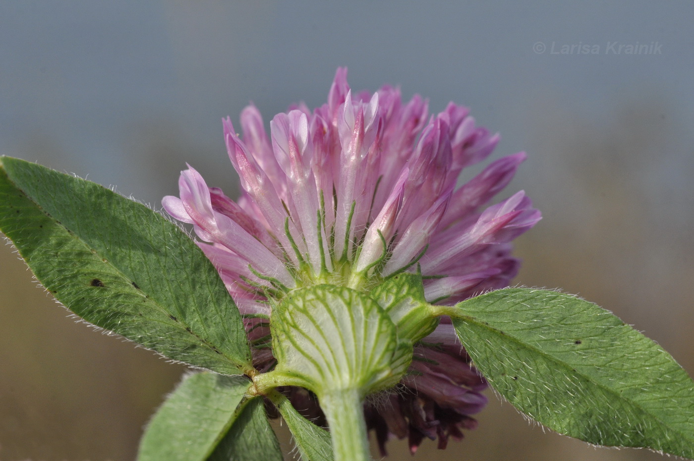 Изображение особи Trifolium pratense.