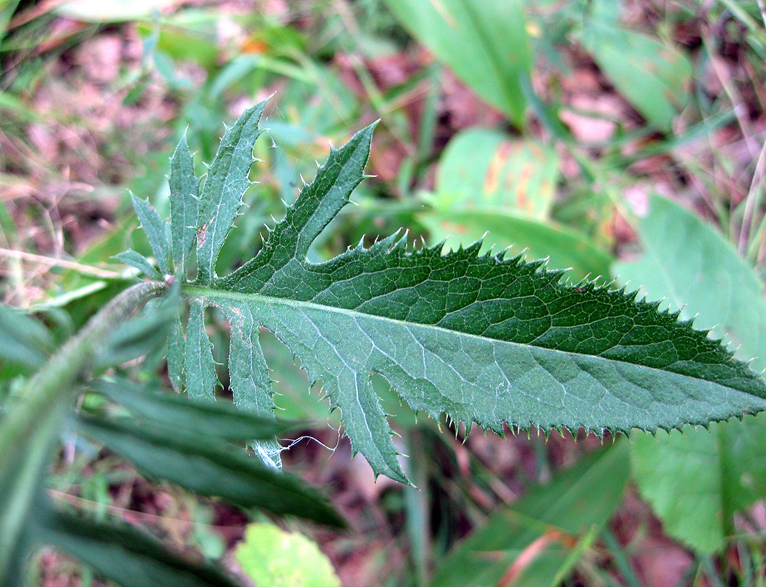 Image of Serratula tinctoria specimen.