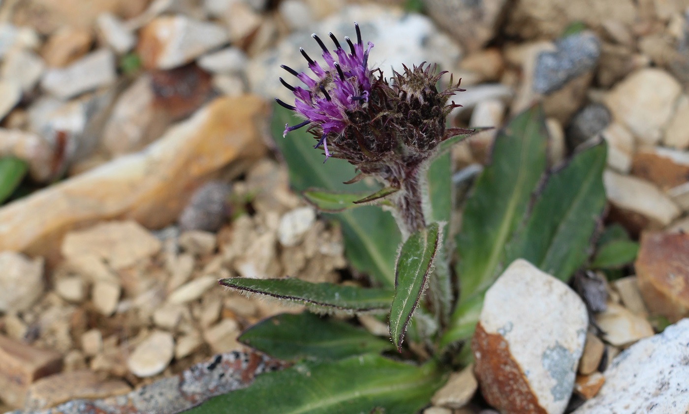 Image of genus Saussurea specimen.