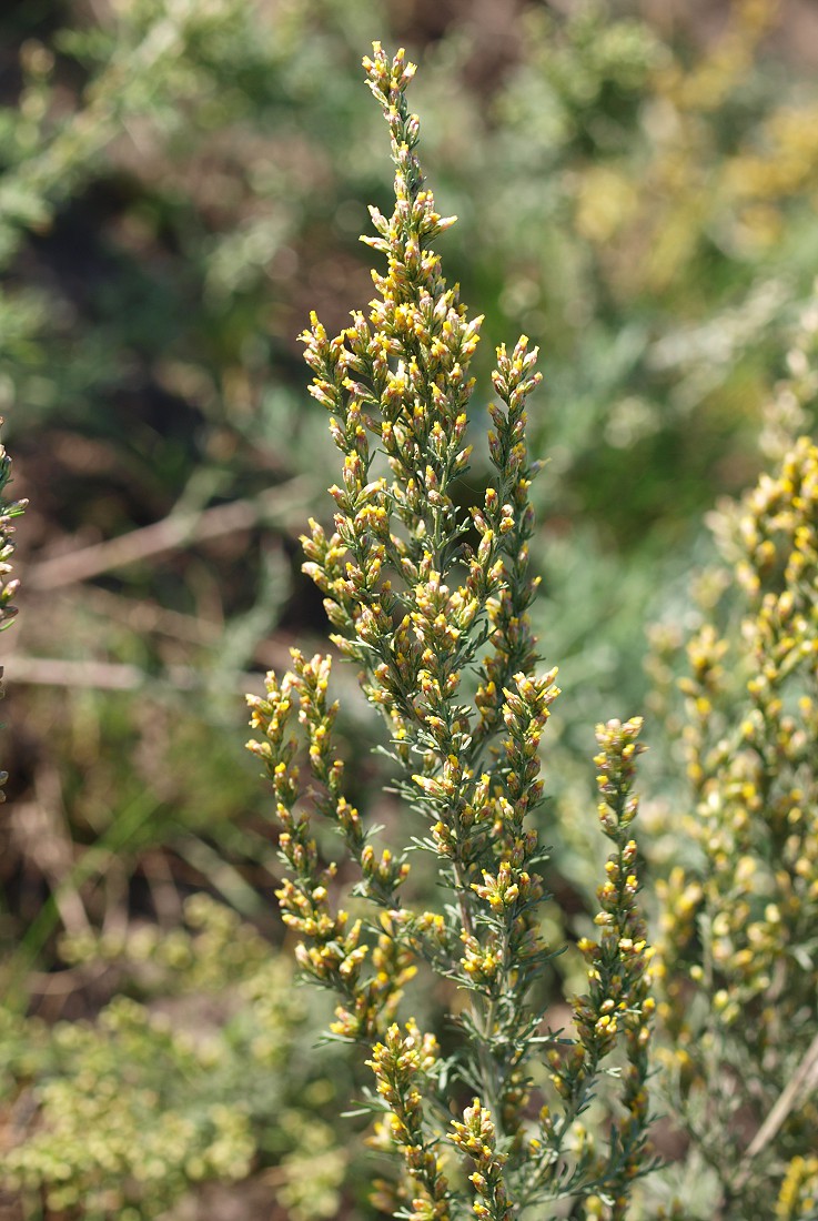 Изображение особи Artemisia santonicum.