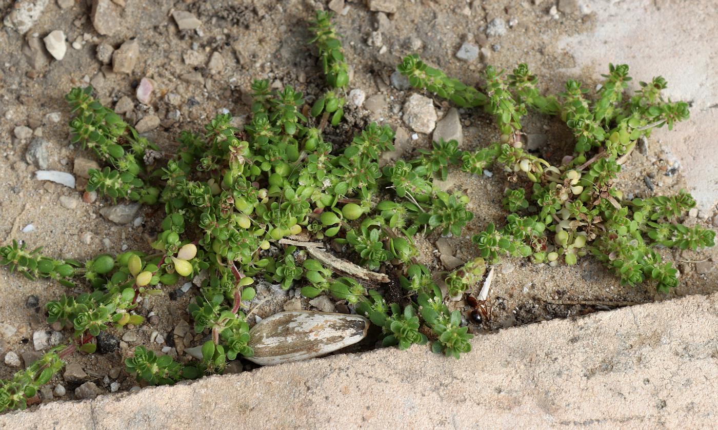 Image of Valantia muralis specimen.