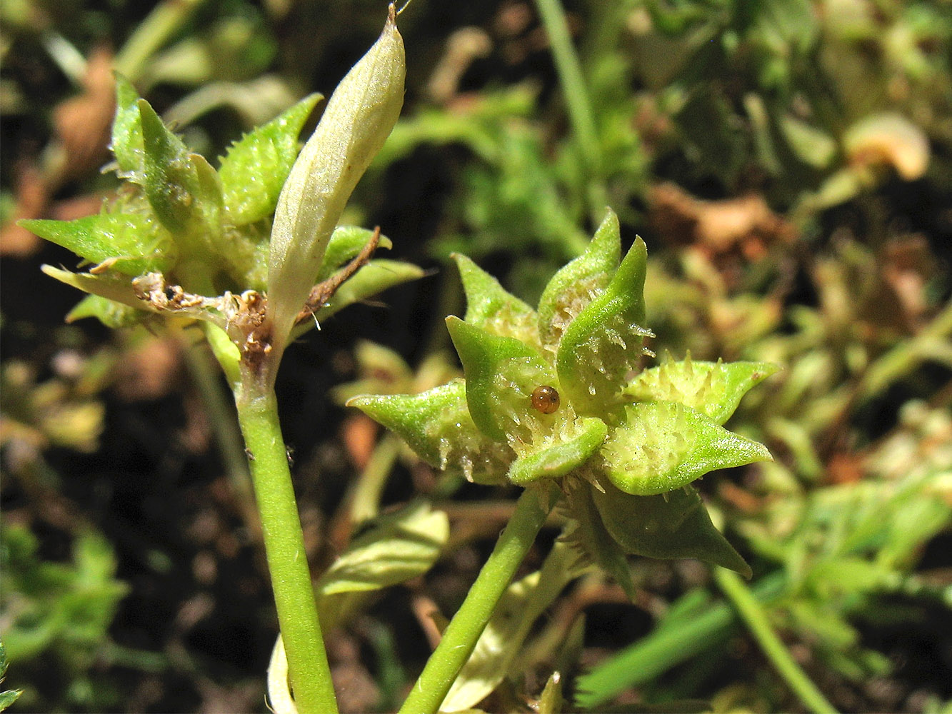 Изображение особи Ranunculus muricatus.