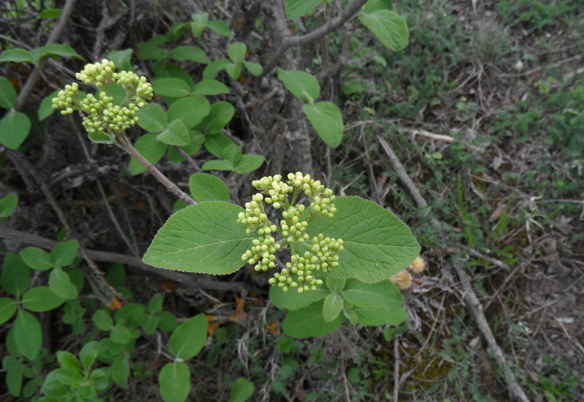 Изображение особи Viburnum lantana.