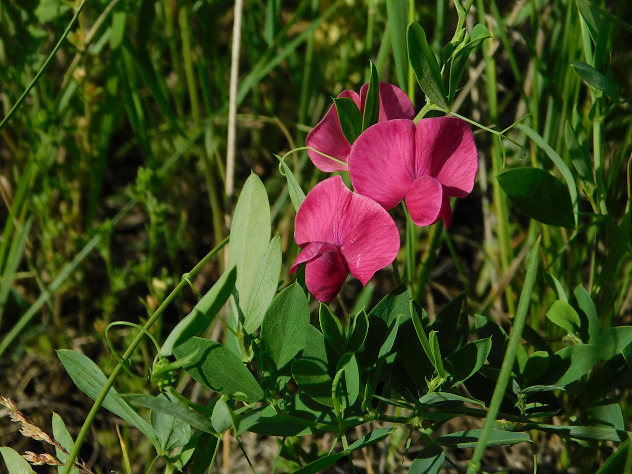 Image of Lathyrus tuberosus specimen.