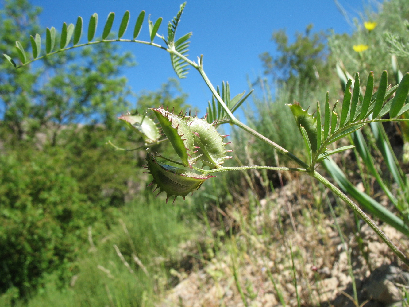 Изображение особи Astragalus schmalhausenii.