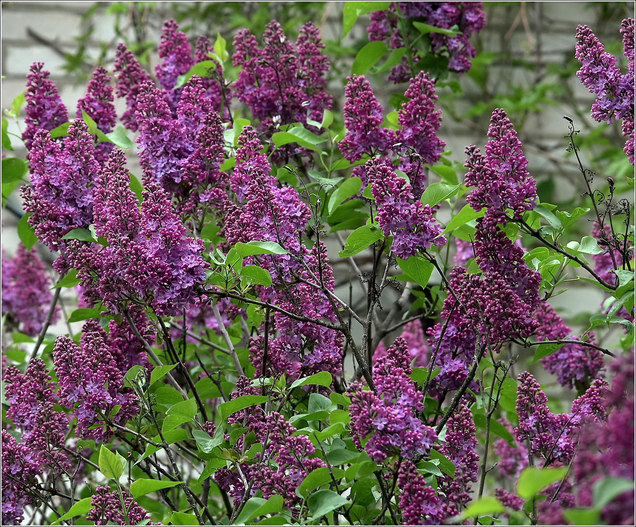 Image of Syringa vulgaris specimen.