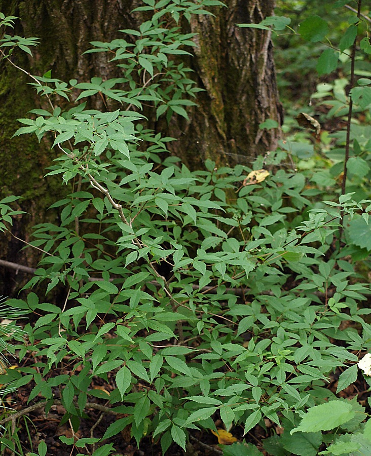 Image of Acer mandshuricum specimen.