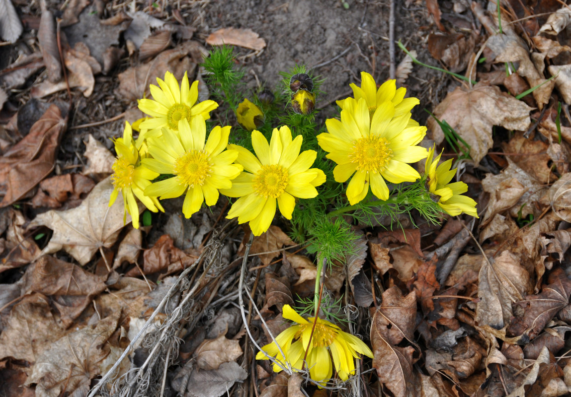 Изображение особи Adonis vernalis.