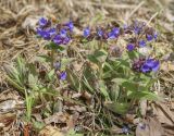 Pulmonaria mollis. Цветущие растения. Пермский край, Лысьвенский р-н, долина р. Чусовая, камень Дужной, задернованный склон. 05.04.2021.