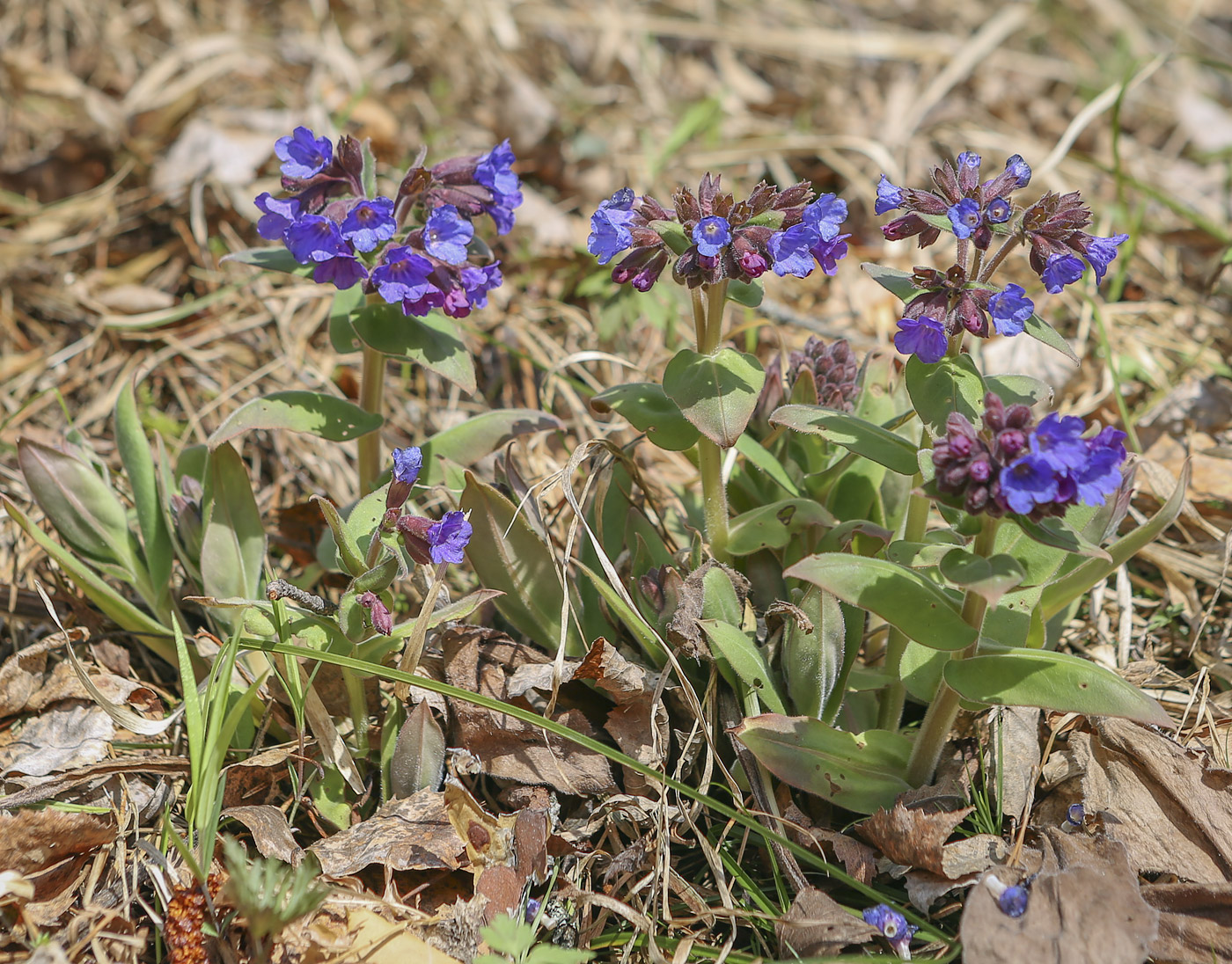 Изображение особи Pulmonaria mollis.