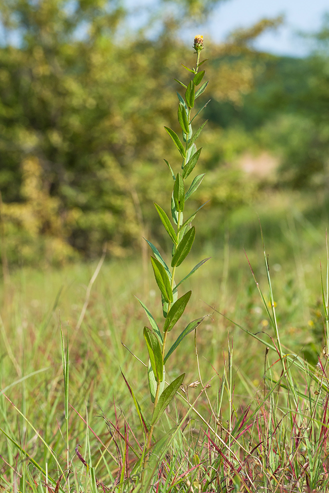 Image of Inula aspera specimen.