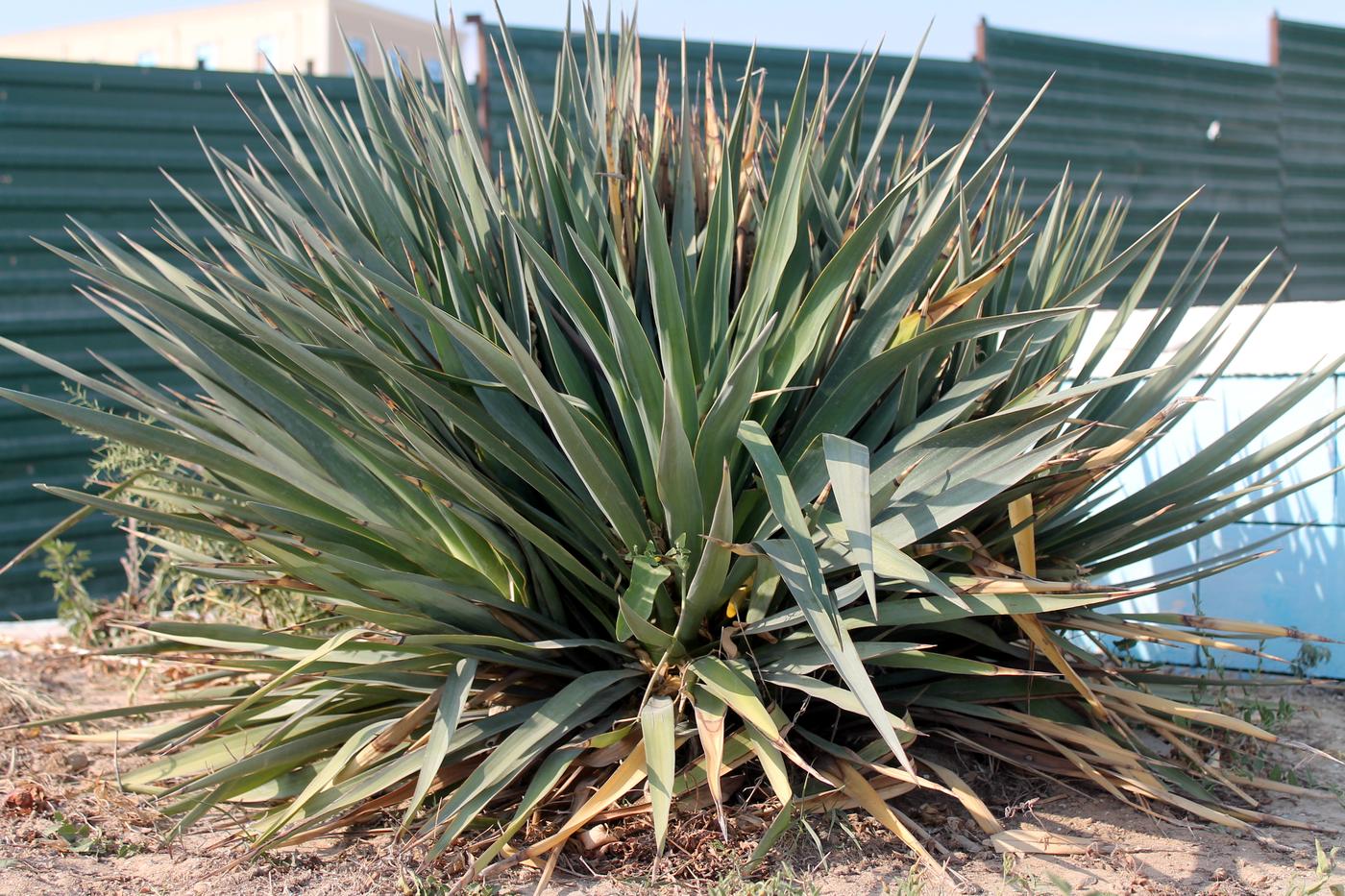 Изображение особи Yucca gloriosa.