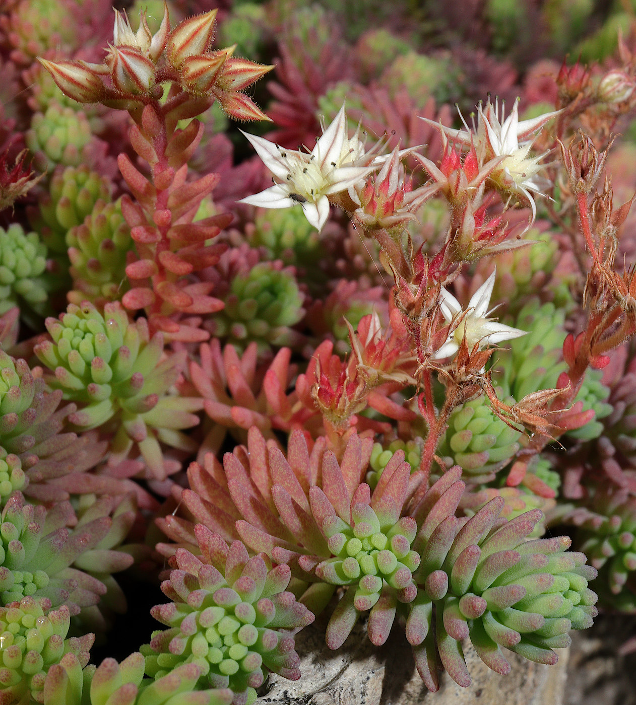 Image of Sedum pallidum ssp. bithynicum specimen.