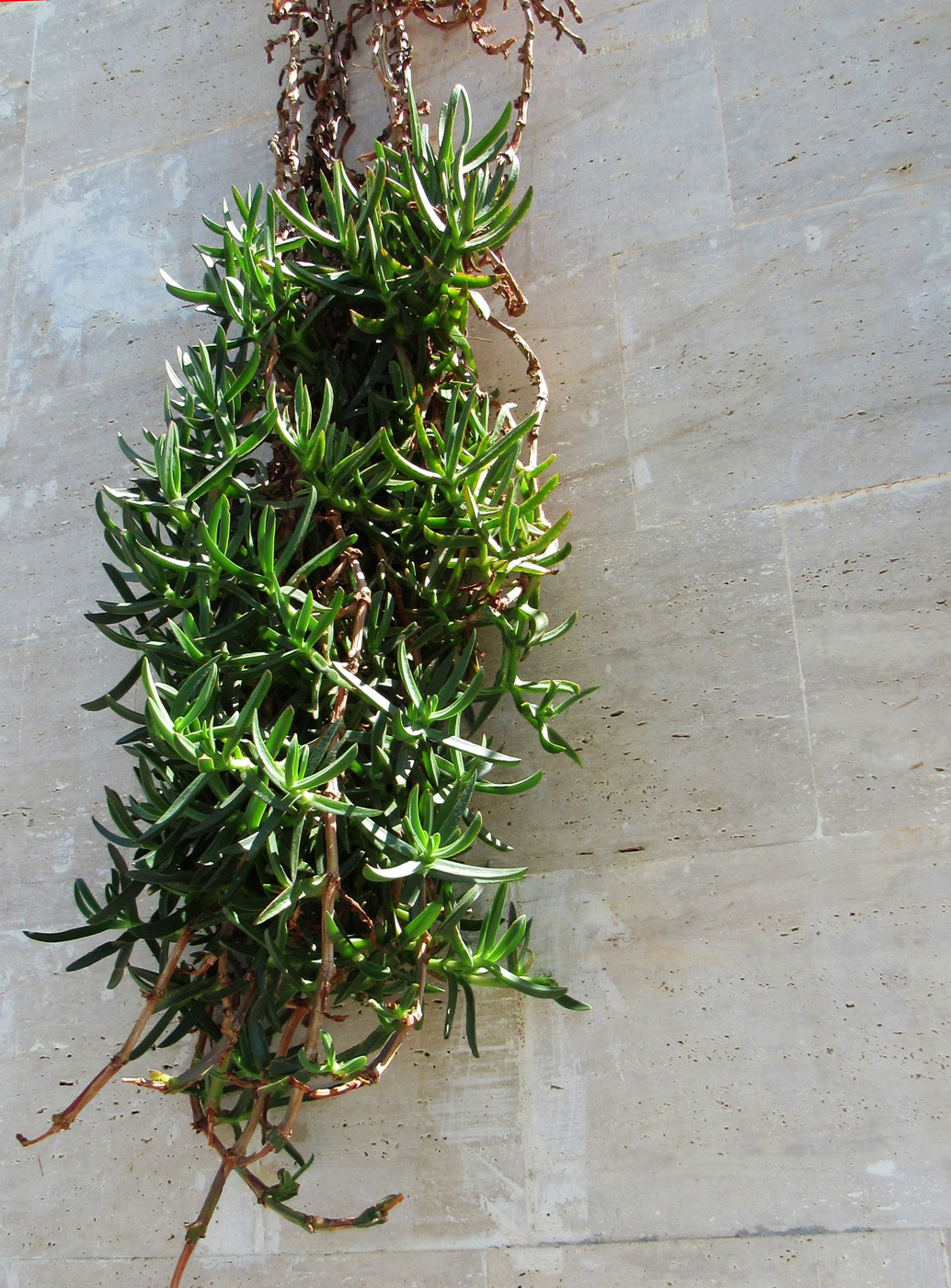 Image of genus Carpobrotus specimen.