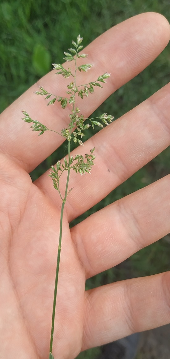 Image of genus Poa specimen.