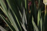 Yucca filamentosa