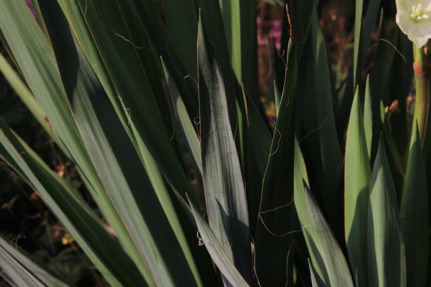 Image of Yucca filamentosa specimen.