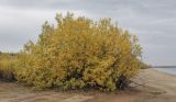 Salix cinerea. Куст в осенней окраске листьев. Пермский край, Оханский р-н, Тулумбаихинское сельское поселение, Кунчурихинский бор, часто затапливаемый песчаный берег. 25.09.2021.