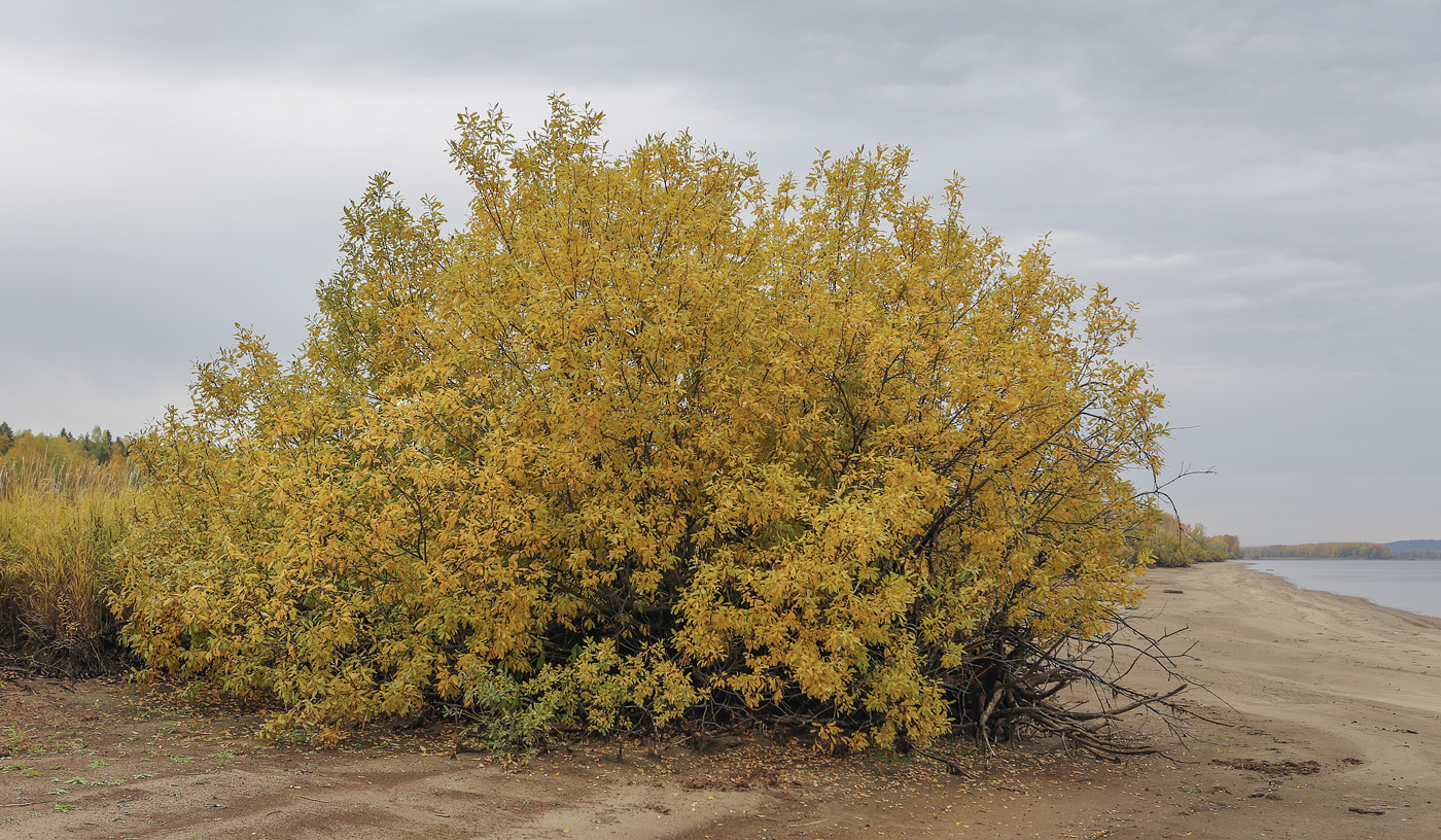 Image of Salix cinerea specimen.