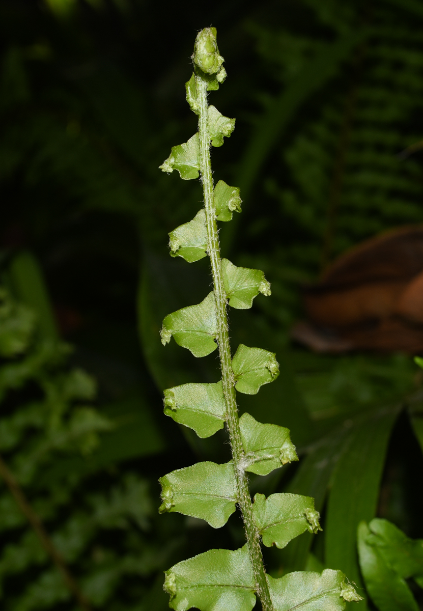 Image of Nephrolepis exaltata specimen.