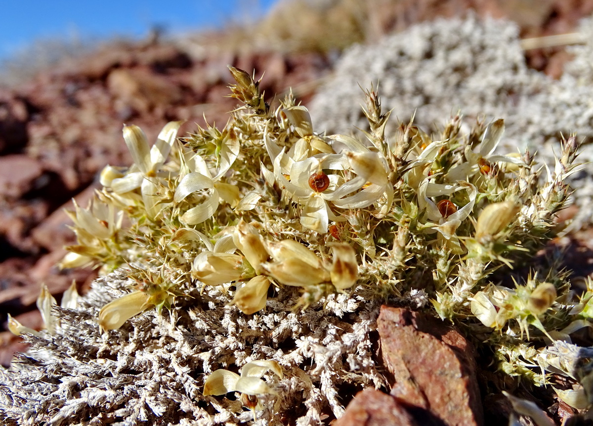 Image of Nanophyton erinaceum specimen.