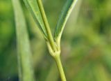 Pycnostelma paniculatum. Часть побега с основаниями верхушечных листьев. Приморский край, Уссурийский гор. округ, окр. с. Монакино, широколиственное редколесье. 02.07.2021.