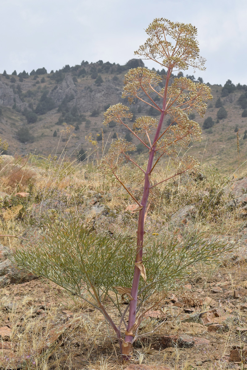 Image of Ferula penninervis specimen.