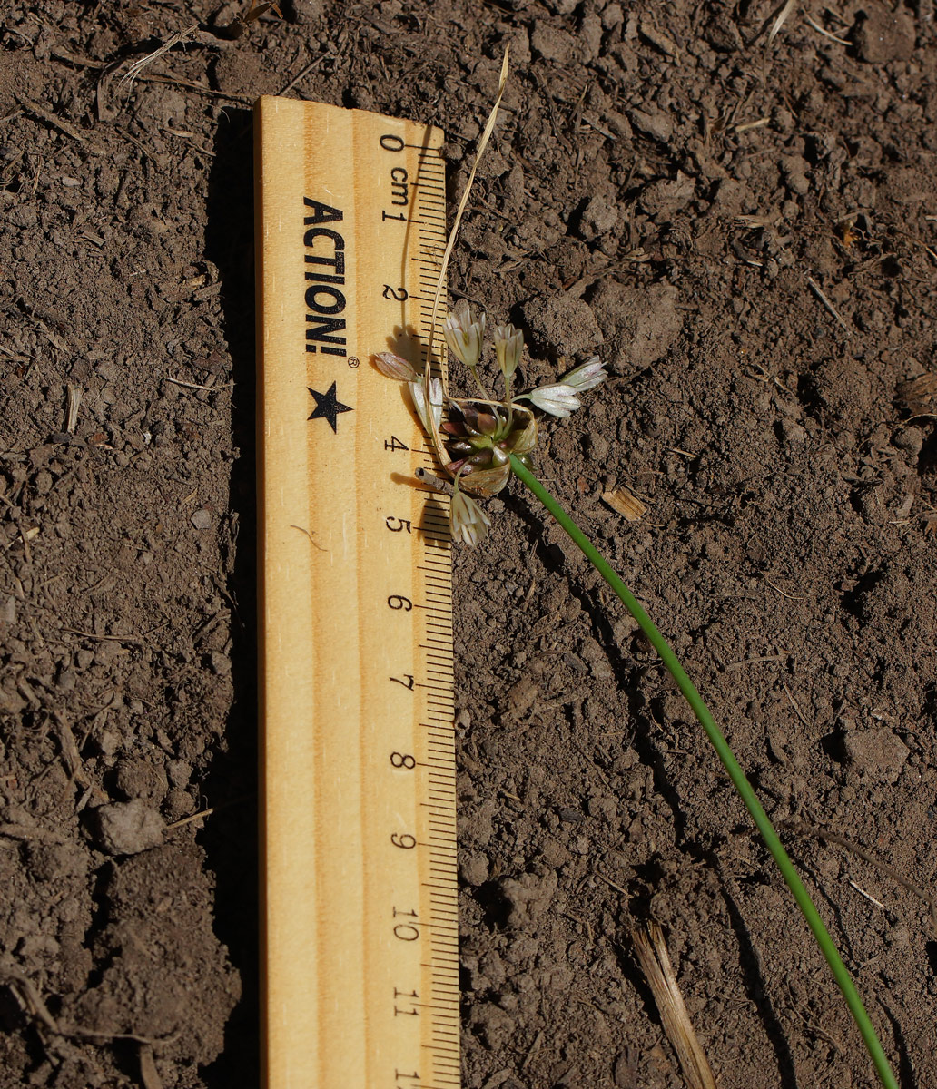 Image of Allium oleraceum specimen.