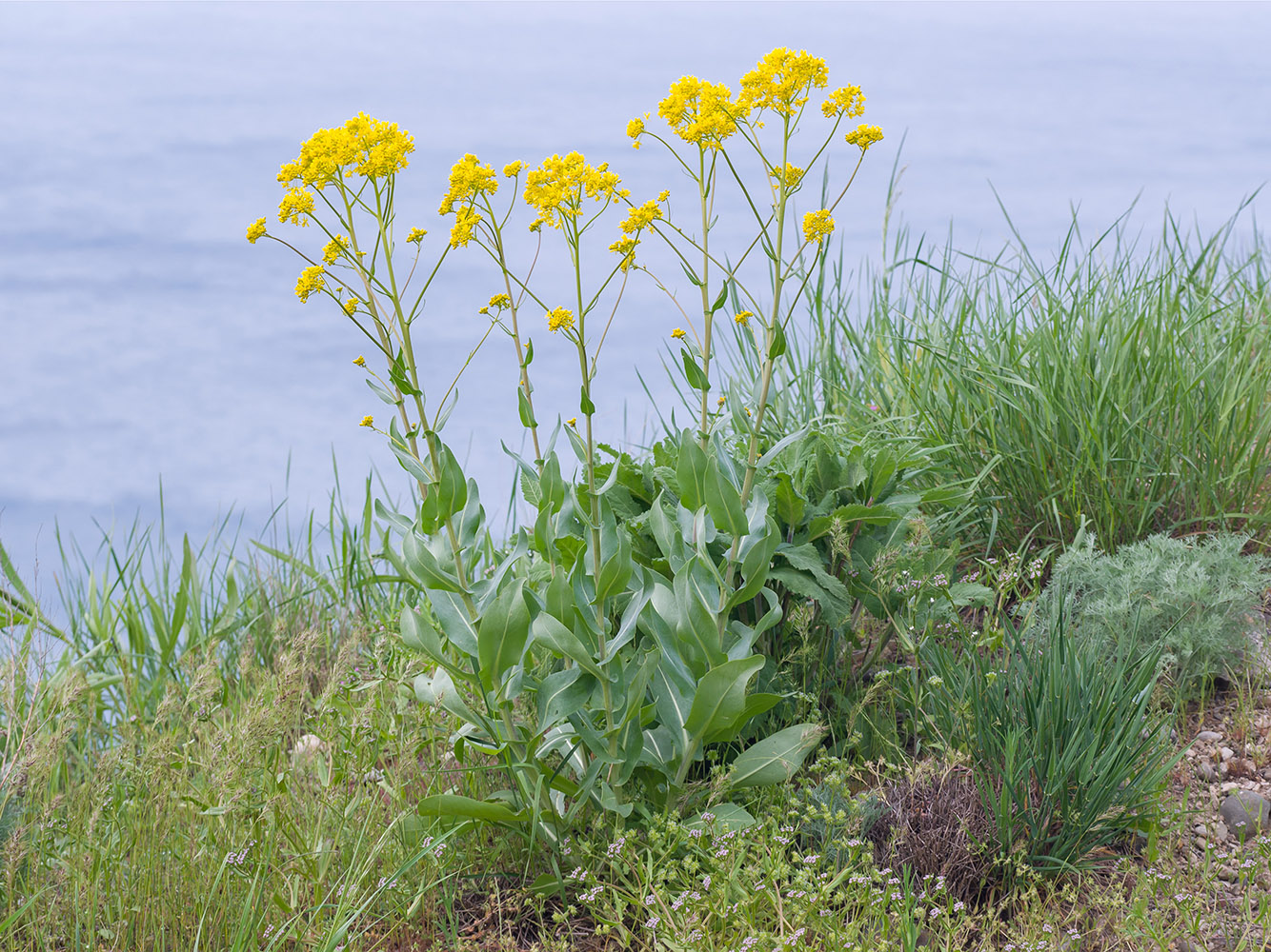 Image of genus Isatis specimen.