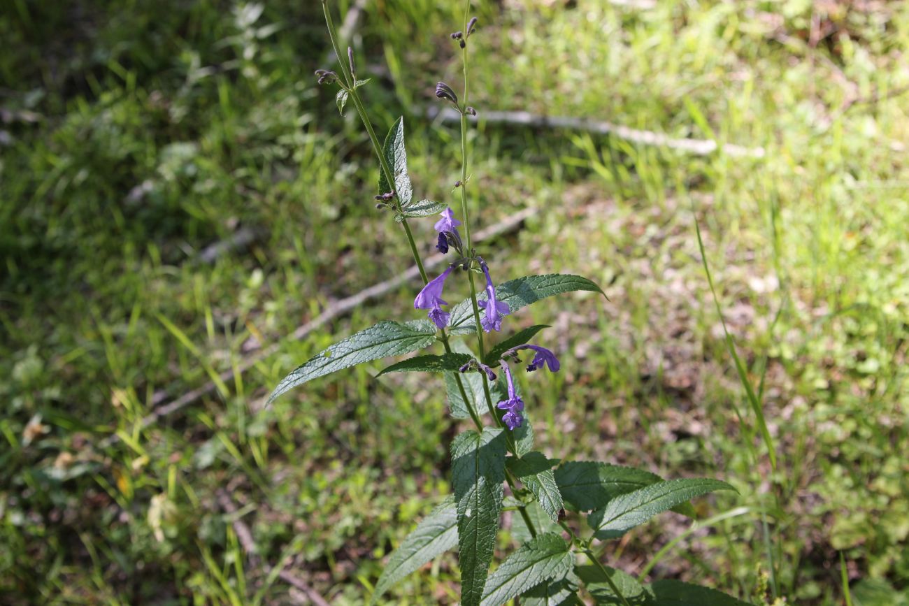 Изображение особи Nepeta sibirica.