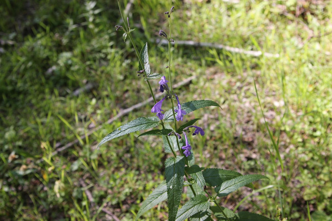 Image of Nepeta sibirica specimen.