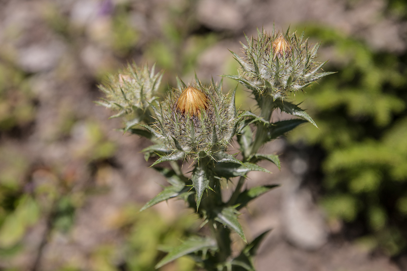 Image of Carlina vulgaris specimen.