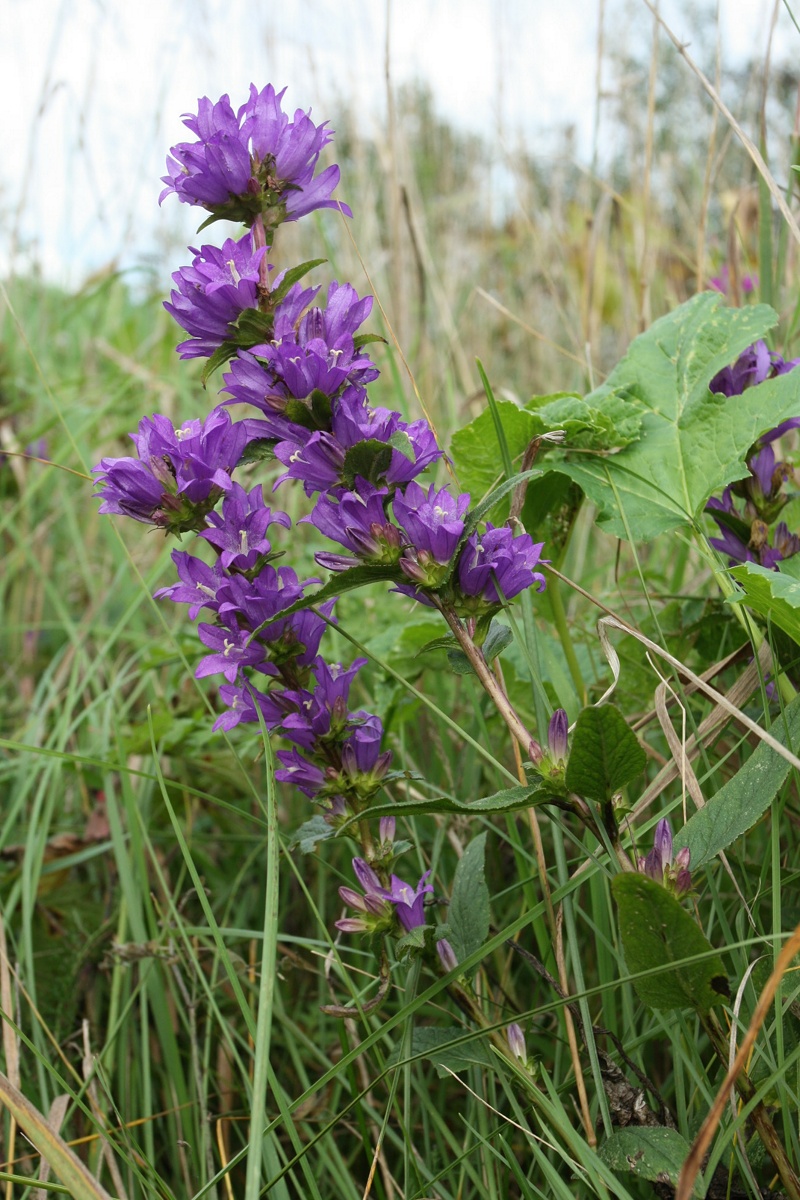 Image of Campanula glomerata specimen.