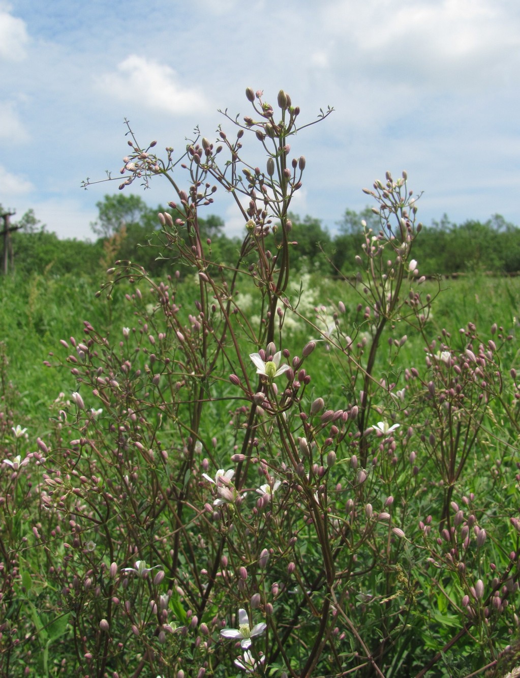 Image of Clematis lathyrifolia specimen.