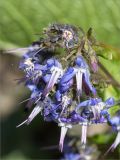 Trachystemon orientalis