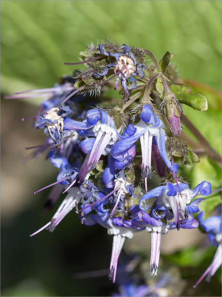 Image of Trachystemon orientalis specimen.