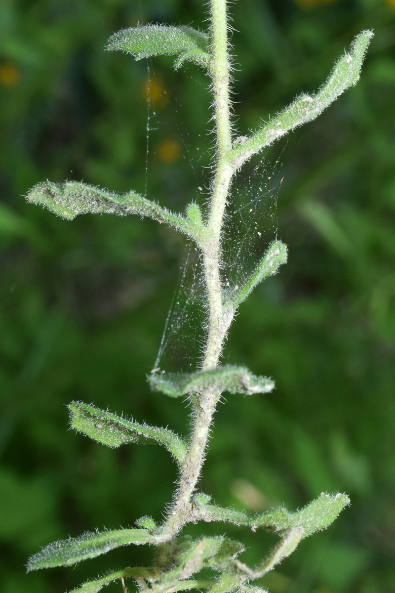 Image of Aubrieta × cultorum specimen.