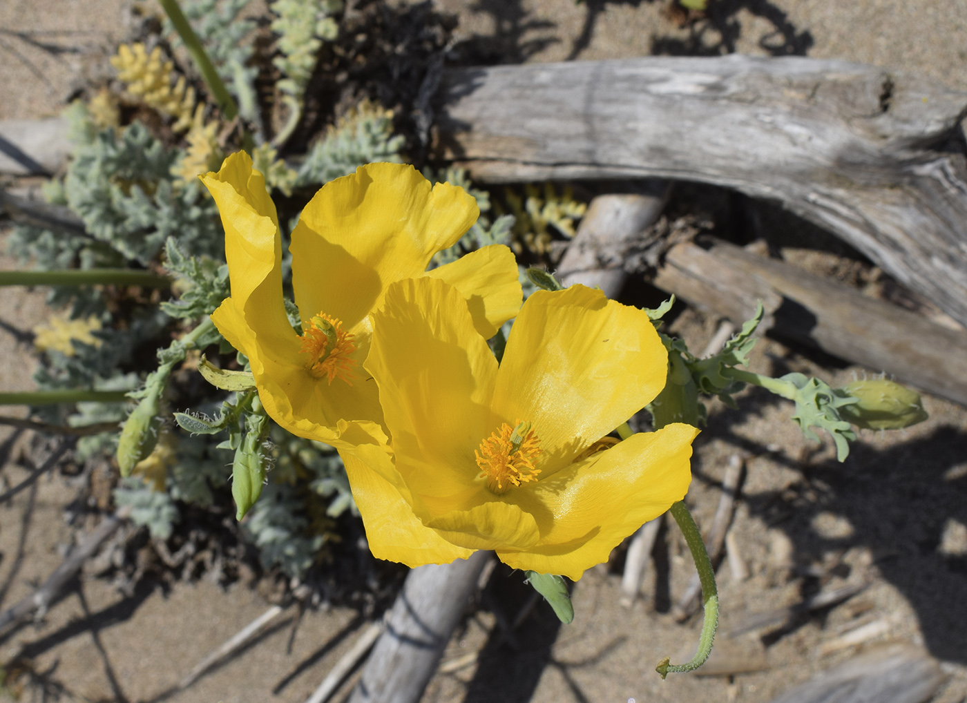 Изображение особи Glaucium flavum.