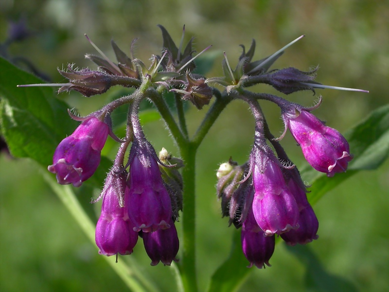 Image of Symphytum officinale specimen.