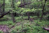 Mespilus germanica. Цветущее растение. Дагестан, Государственный природный заказник федерального значения \"Самурский\", широколиственный лес. 09.05.2022.